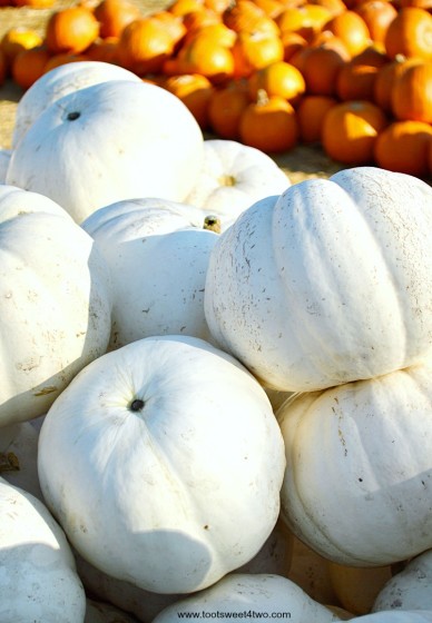 Randomly stacked white pumpkins