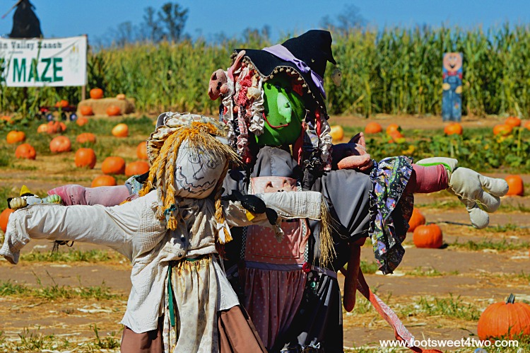 Scarecrows in a field of carving pumpkins