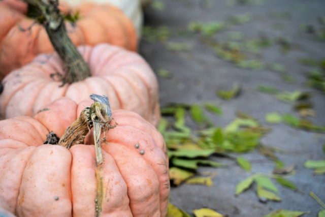 42 Types of Pumpkins Plus a Hundred More! - Toot Sweet 4 Two