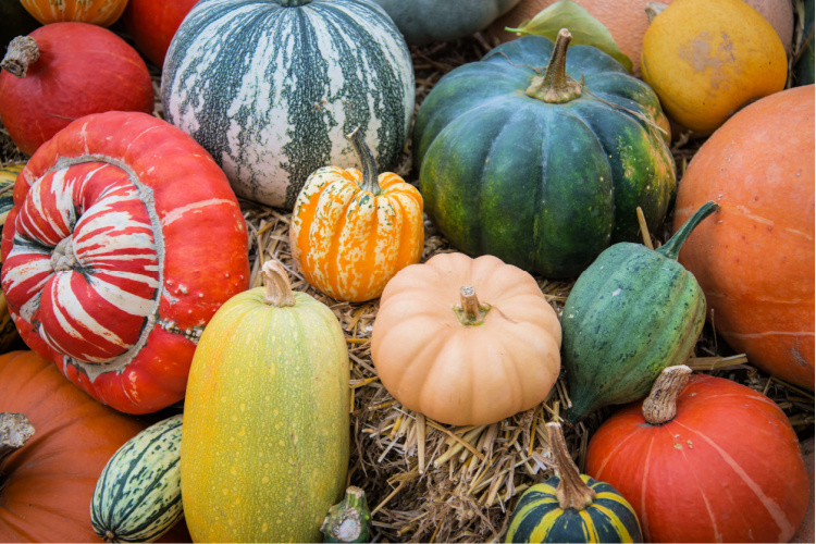 Variety of autumn harvest pumpkin squash and melon on natural background
