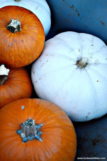 White pumpkins and orange pie pumpkins in wheelbarrow