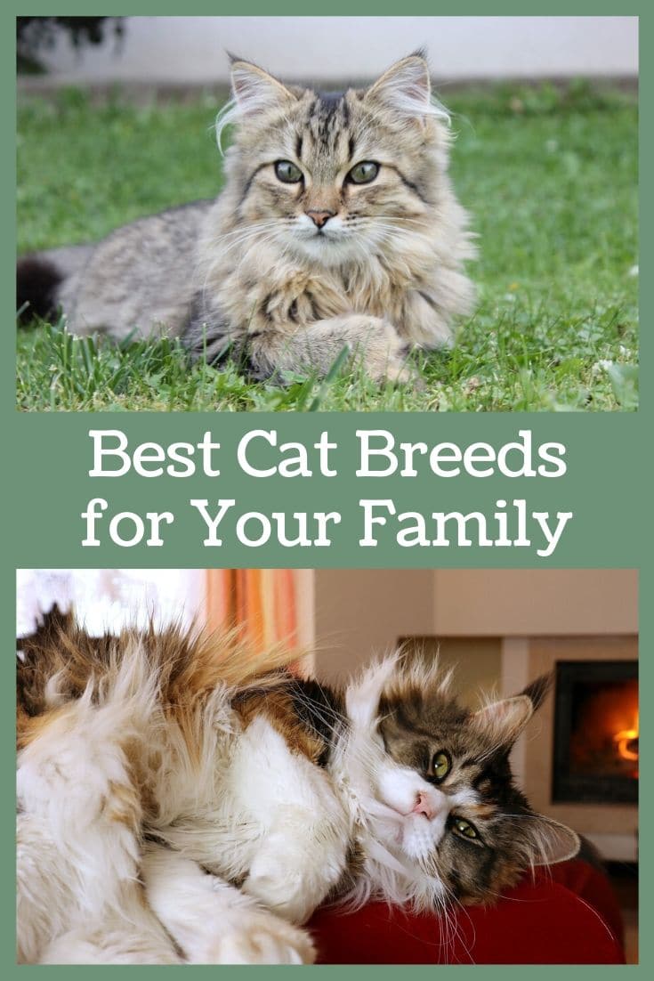 The Best Family Cat Breeds that Bring You Together - Toot Sweet 4 Two