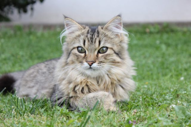 The Best Family Cat Breeds that Bring You Together - Toot Sweet 4 Two