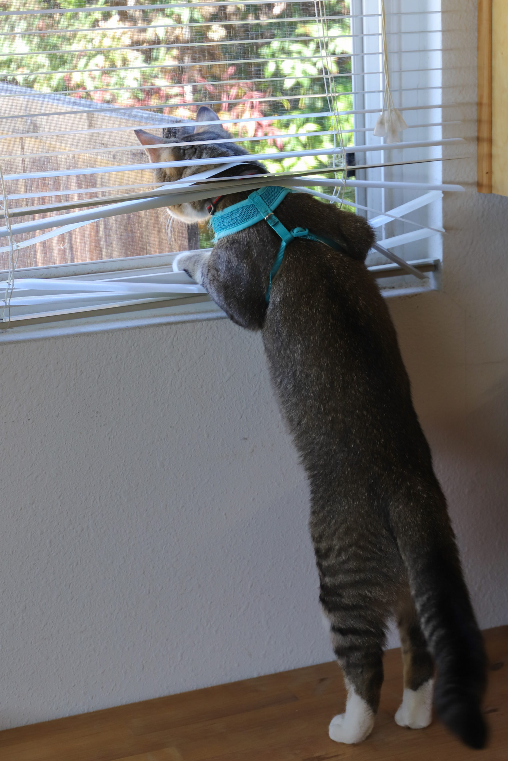 A cat named Banjo peeking his head through the blinds.