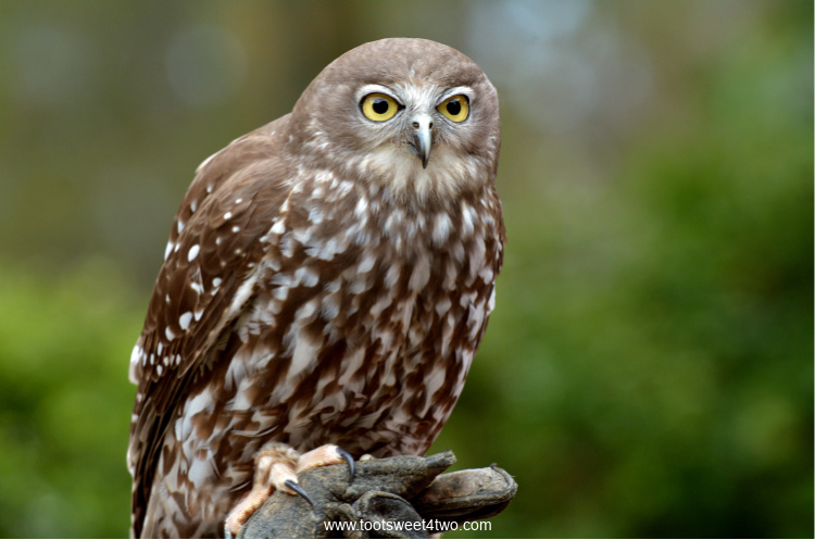 Australian Barking Owl perched on gloved hand