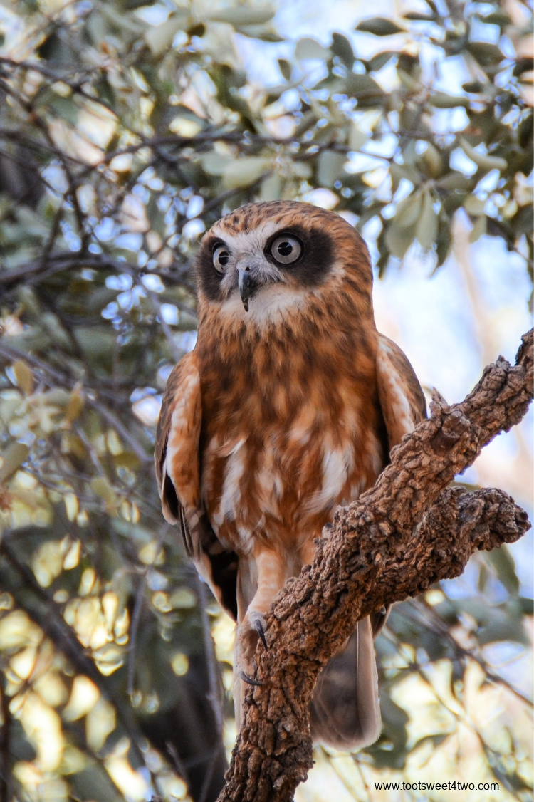 Australian Boobook Owl in a tree