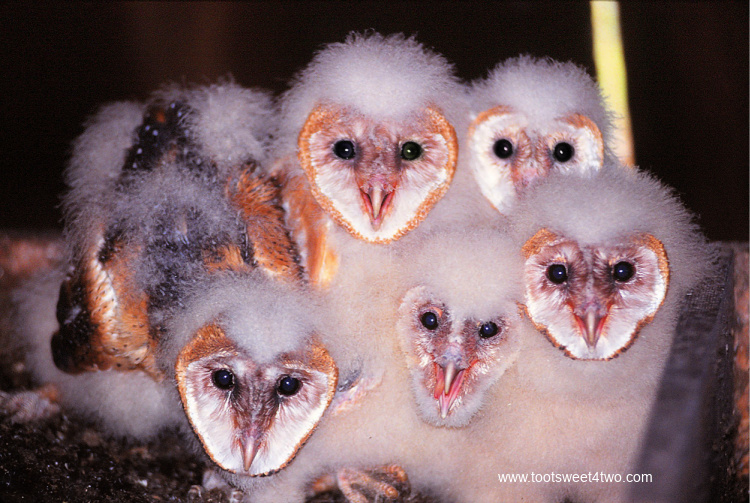 baby barn owls in their nest