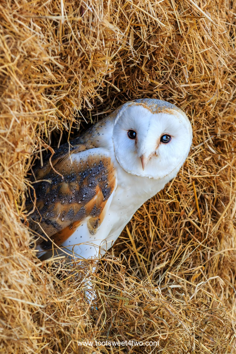 barn owl in hay bale