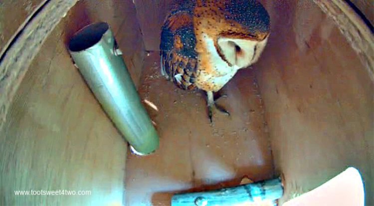 Barney the Barn Owl sleeping in his nesting box