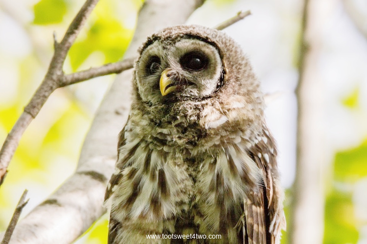 Close-up of Barred Owl in tree