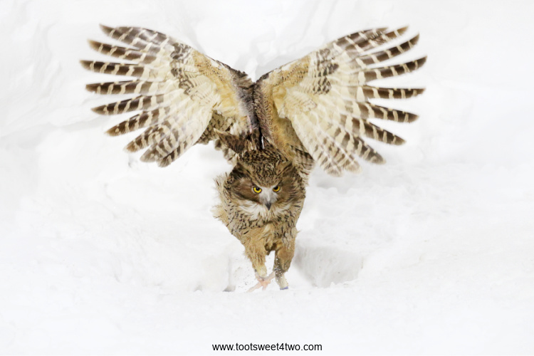 Blakiston's Fish Owl in the snow