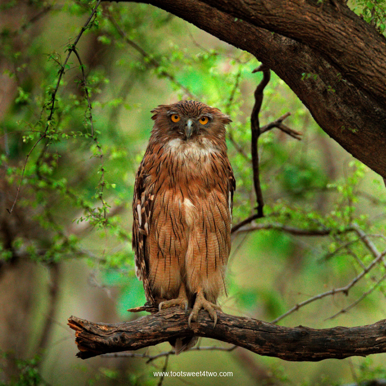 Brown Fish Owl in tree in green forest
