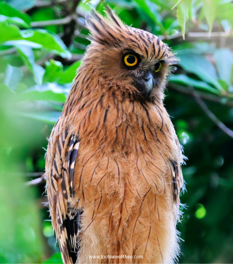 Buffy Fish Owl in green forest