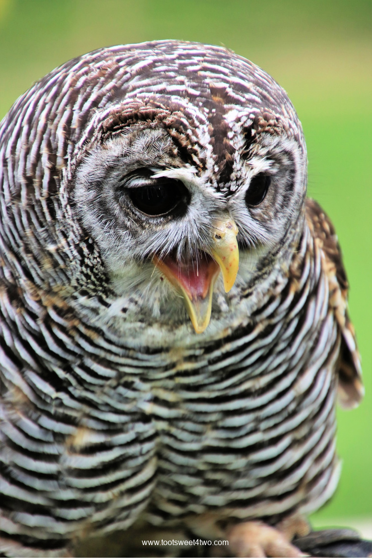Chaco Owl close-up