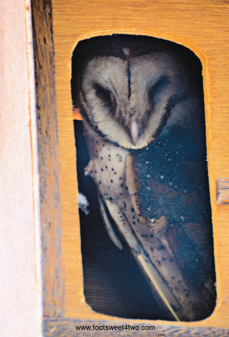 Close-up of Barney the Barn Owl sleeping in his Owl Nesting Box