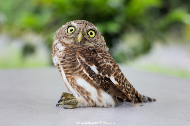 Collared Owlet also known as Collared Pygmy Owl