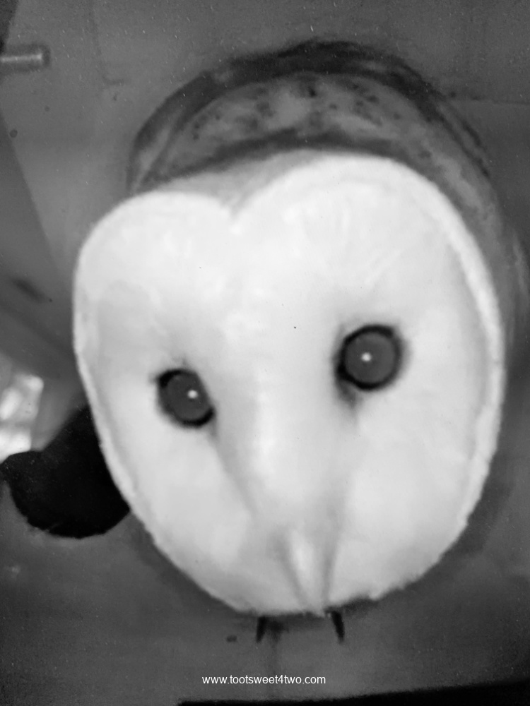 Common Barn Owl peers at the camera