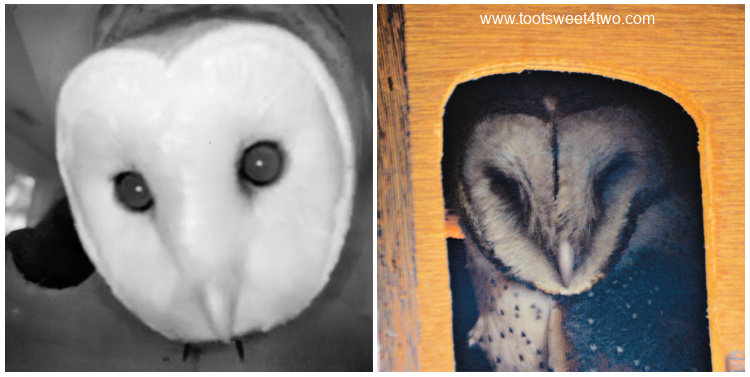 Common Barn Owl vs Barney