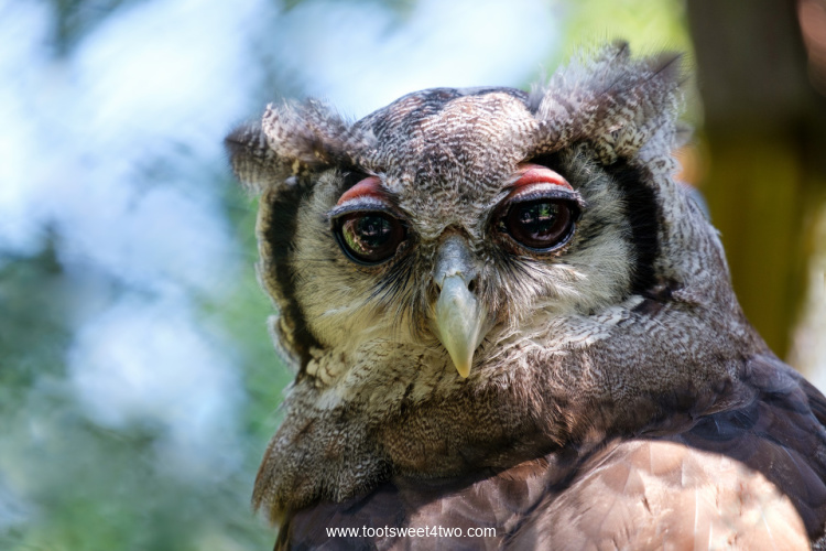 Verreaux's Eagle Owl close-up