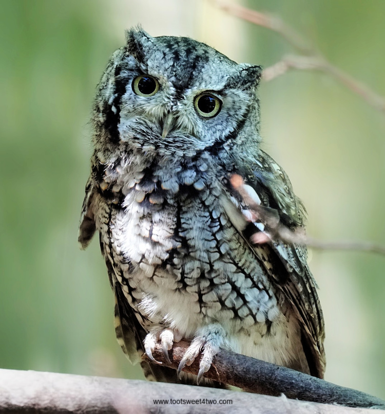 Eastern Screech Owl in a tree