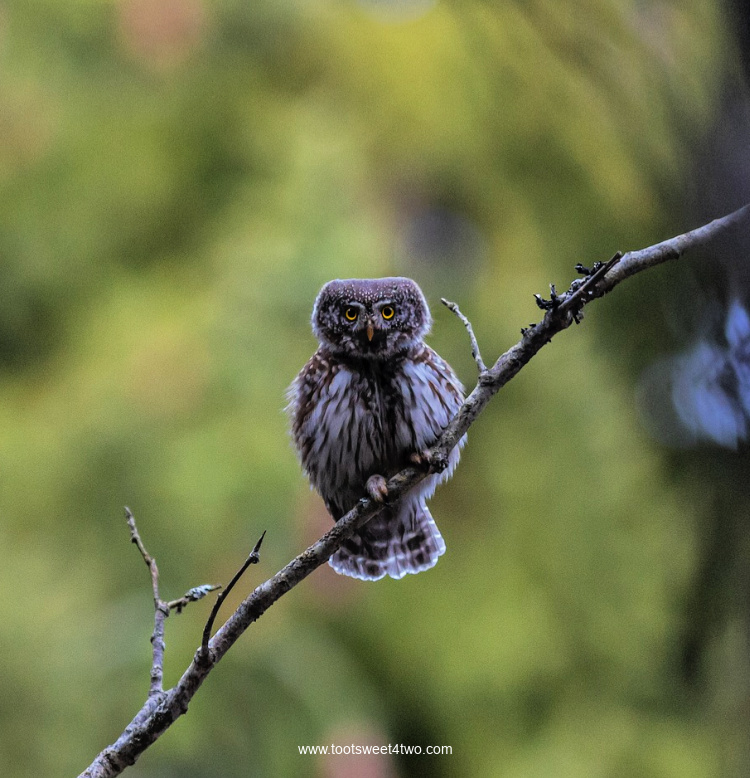 Eurasian Pygmy Owl in a tree