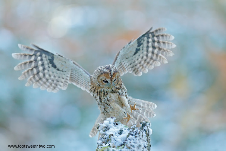 Eurasian Tawny Owl coming in for a landing