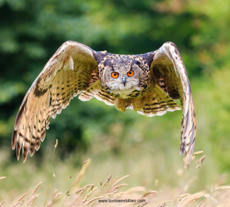 Eurasian Eagle Owl flying low over a meadow