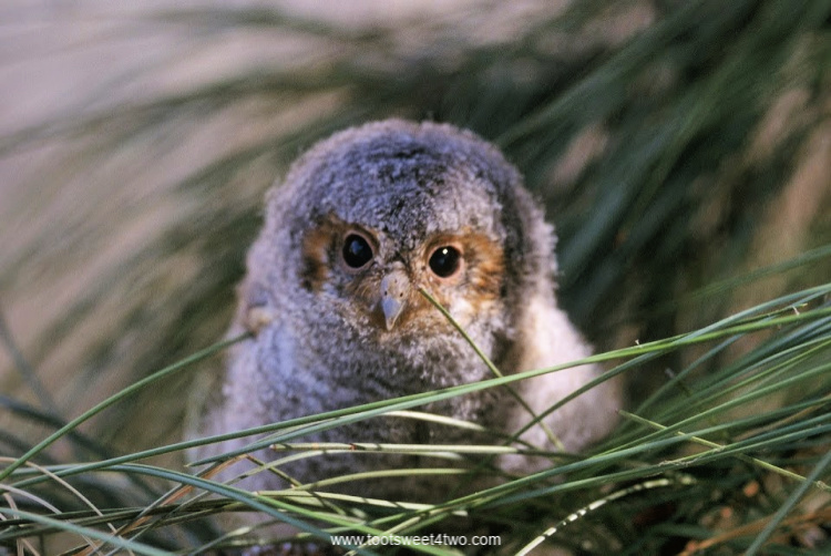 Close-up of Flammulated Owl