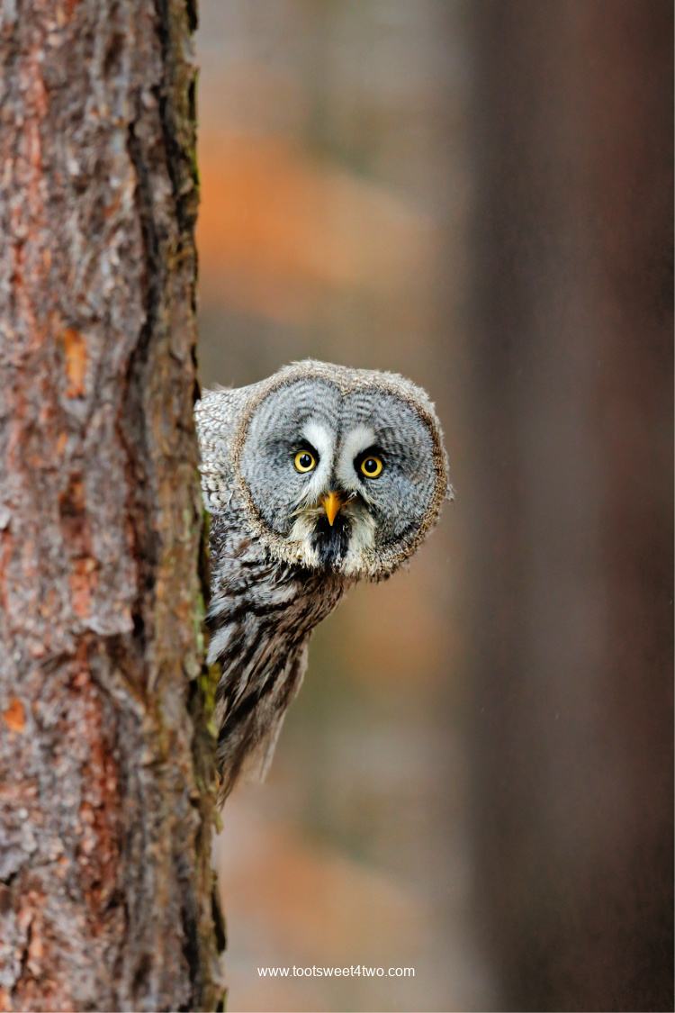 Great Grey Owl peeking out from behind a tree