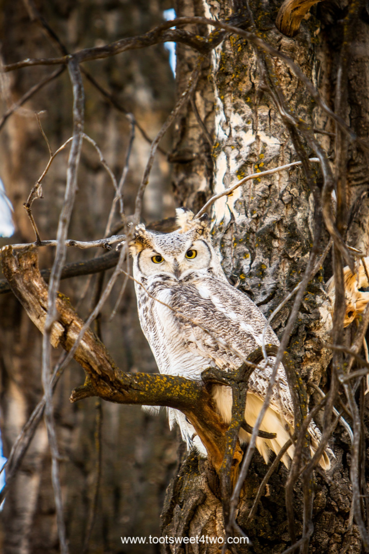 Great Horned Owl in a tree