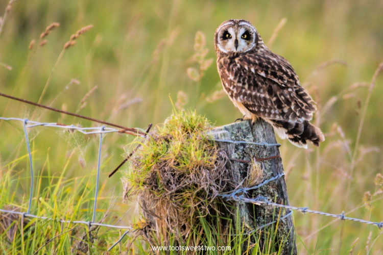 Hawaiian Short-earned Owl on barbed wire stump in a meadow