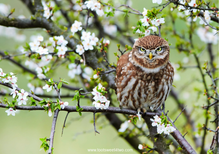 Little Owl in a beautiful pear tree