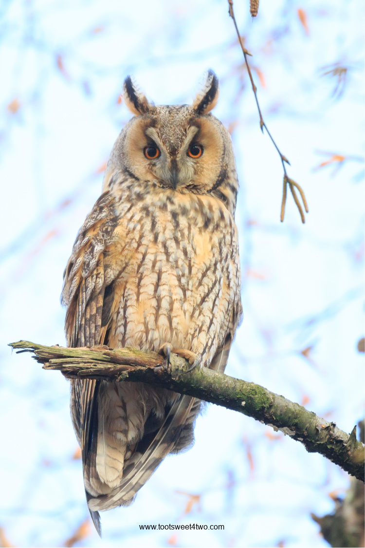 Long-eared Owl on a tree branch