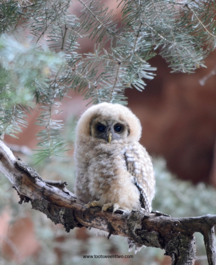 Juvenile Mexican Spotted Owl on the branch of a tree