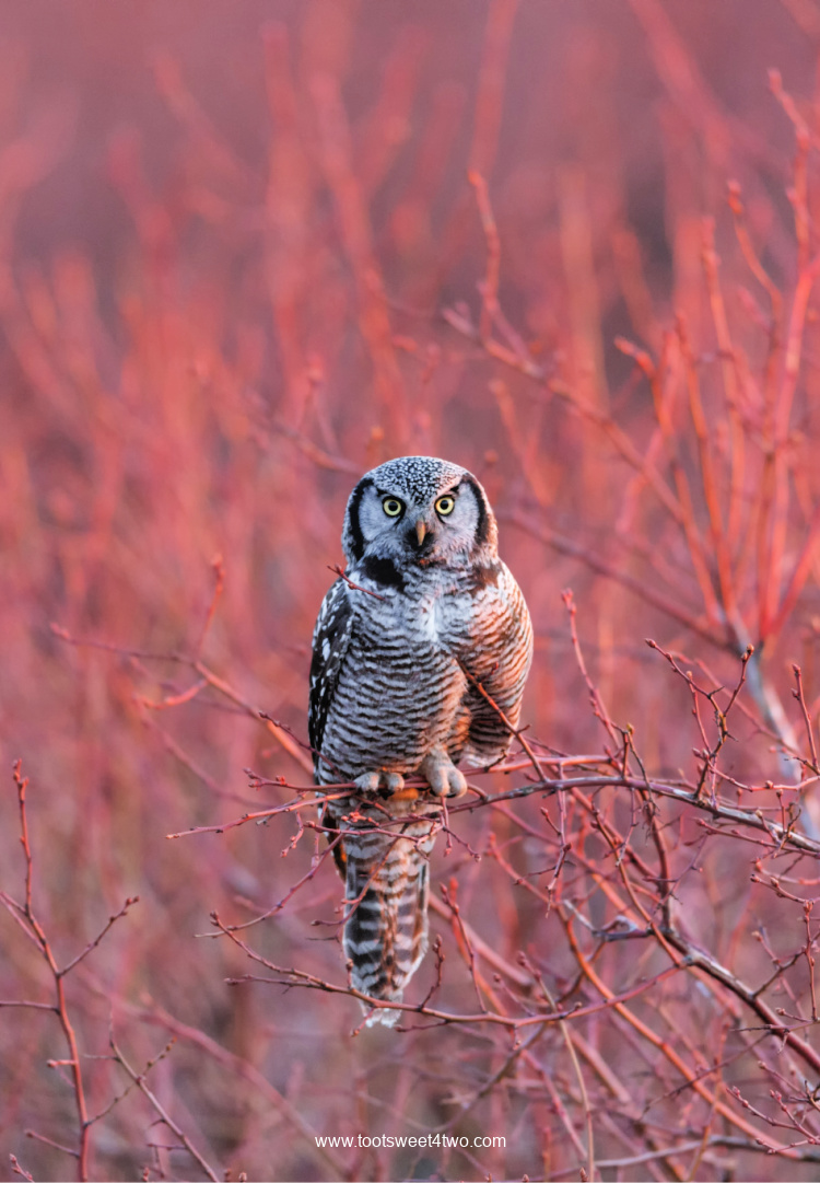 Northern Hawk Owl on branch in red-colored meadow