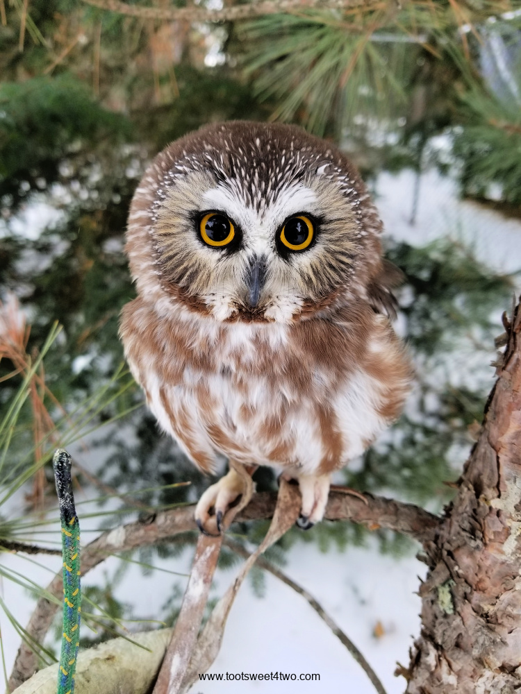 Northern Saw-whet Owl in pine tree