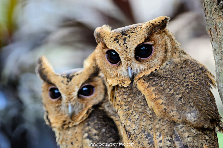 Two Oriental Scops Owls sitting in a tree
