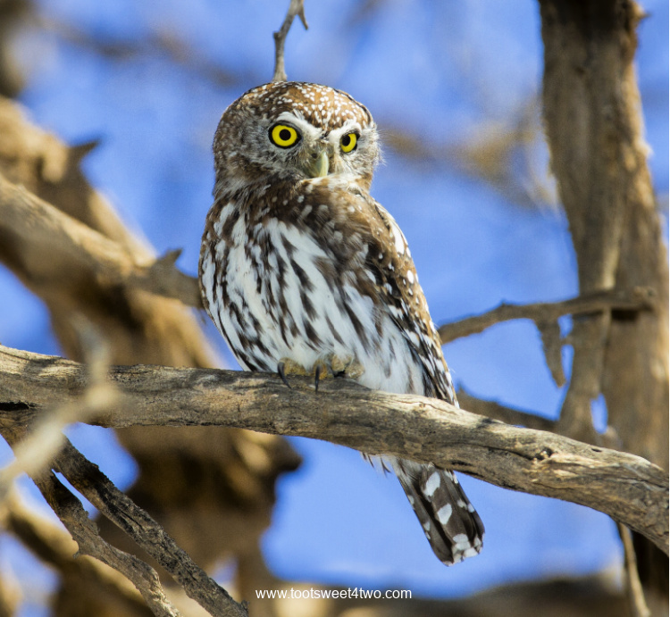 Pearl-spotted Owlet in a Tree