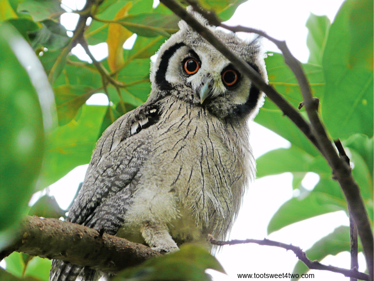 Northern White-faced Owl in a tree on a tree branch