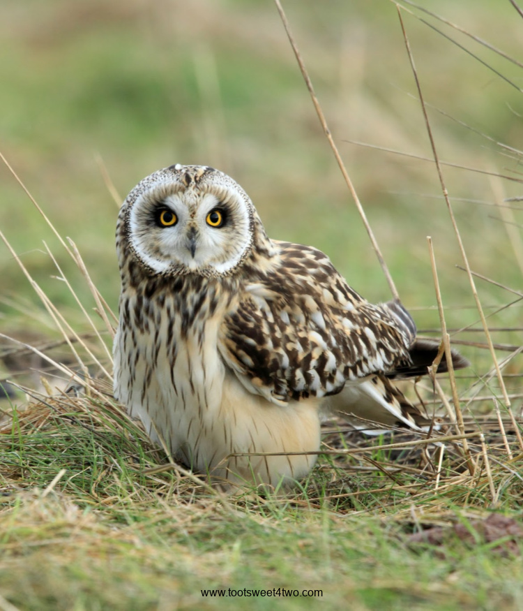 Short-eared Owl in the grass