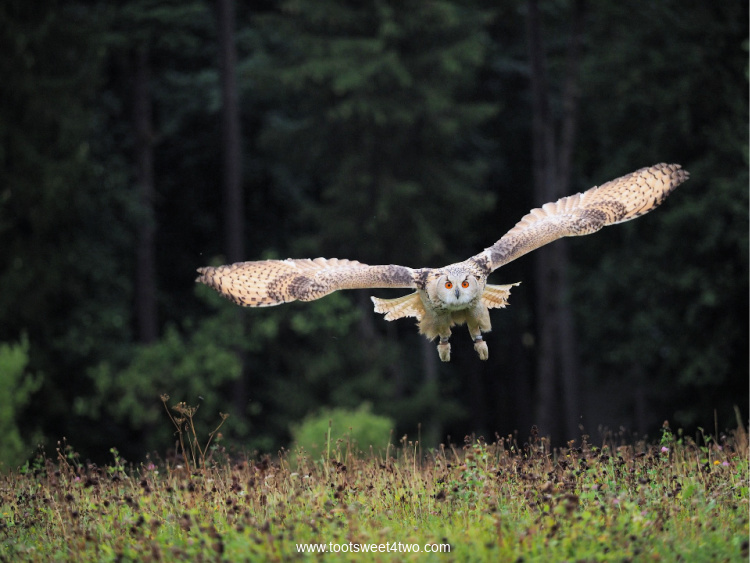 Western Siberian Eagle Owl flying over a meadow