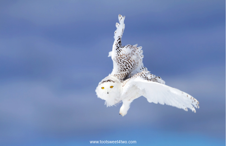 Snowy Owl flying against a blue sky
