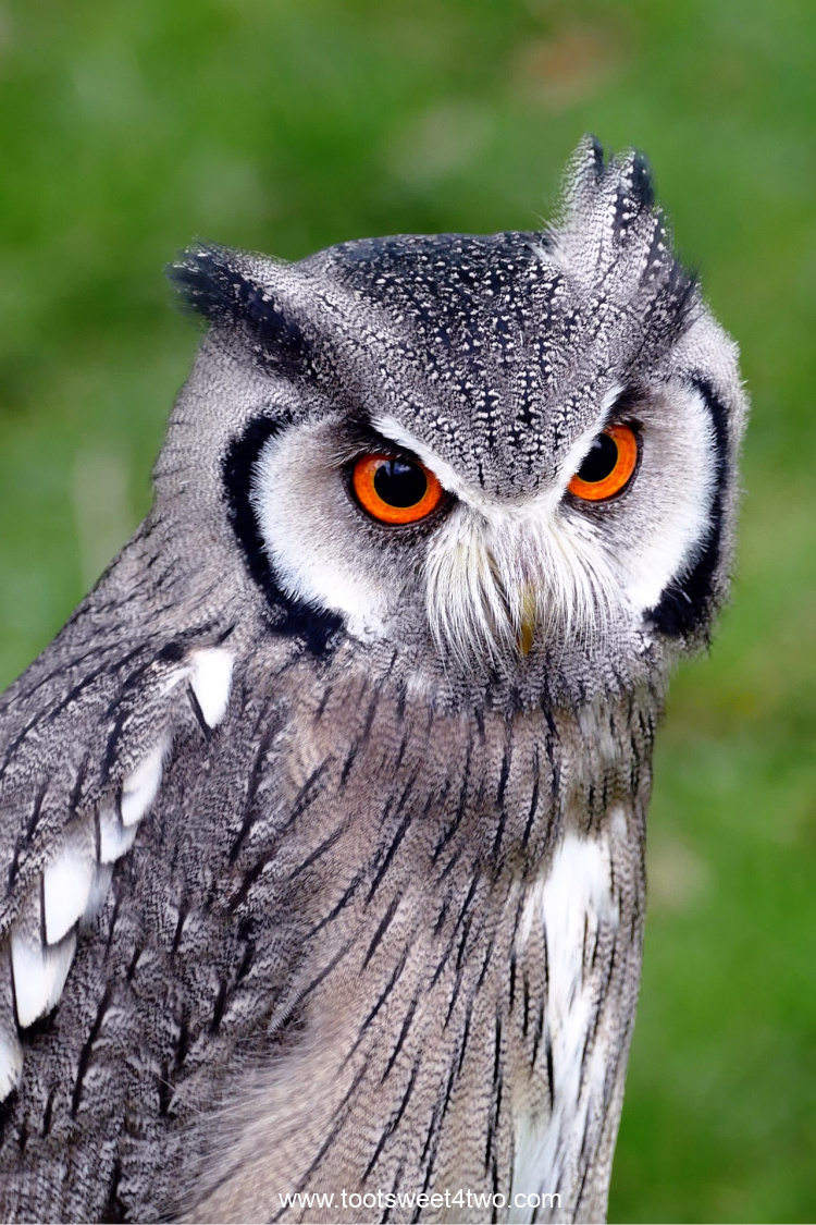 Southern White-faced Owl close-up