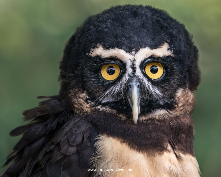 Spectacled Owl's face close up