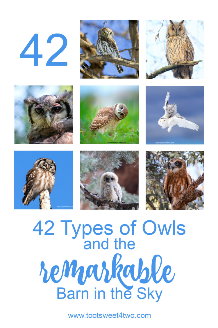 Collage of nine different types of owls