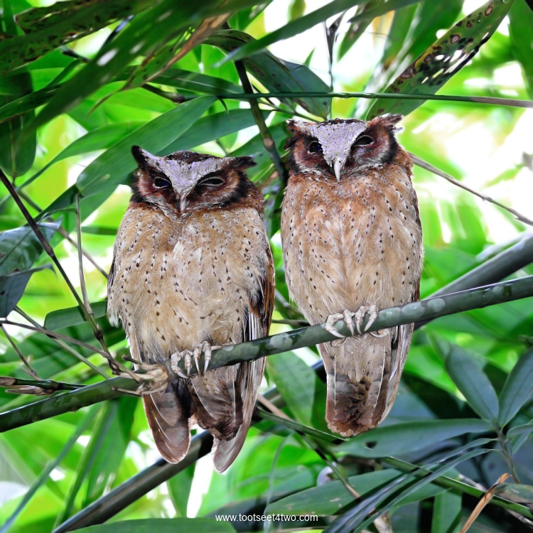 Two White-fronted Scops Owls sitting side-by-side in a tree