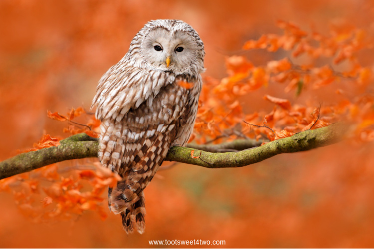 Ural Owl in branch of tree in forest of fall-colored leaves