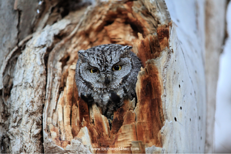 Western Screech Owl in a hollow tree trunk