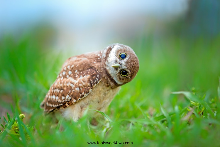 Burrowing Owlet looking sideways