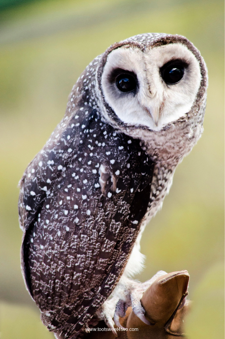 Lessor Sooty Owl aka Silver Owl
